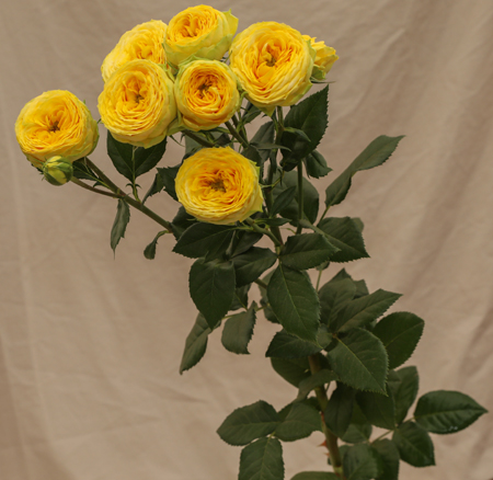 ROSE BR. GOLDEN TRENDSETTER 50